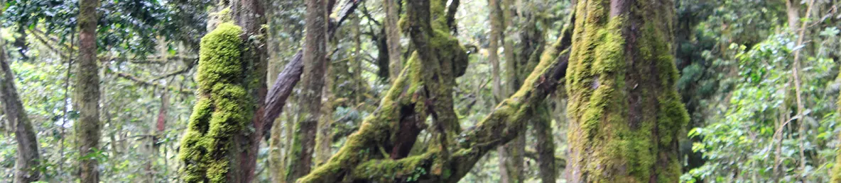 Kilimanjaro Machame Route