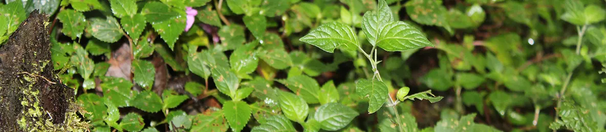 Kilimanjaro Machame Route