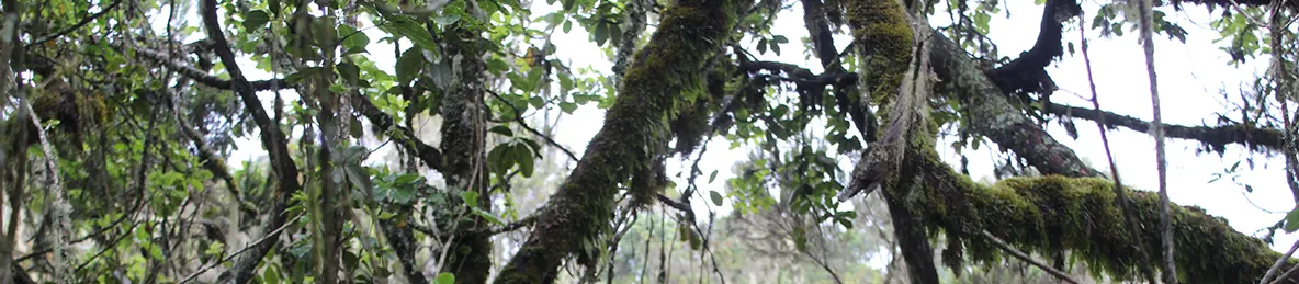 Kilimanjaro Machame Route