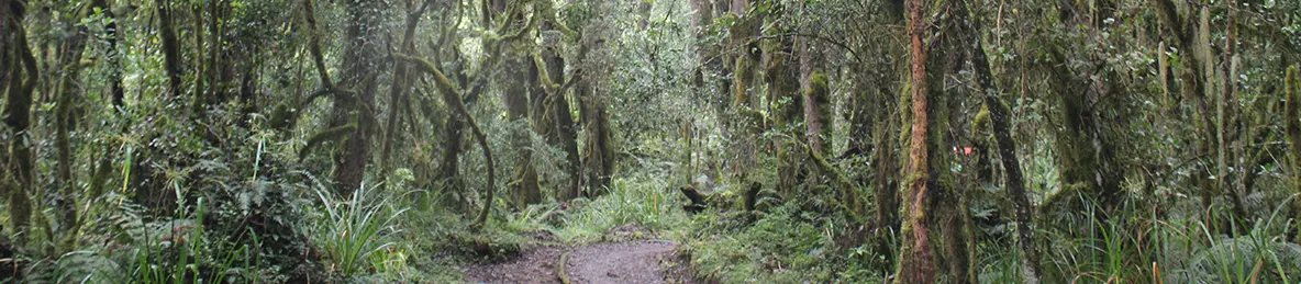 Kilimanjaro Machame Route