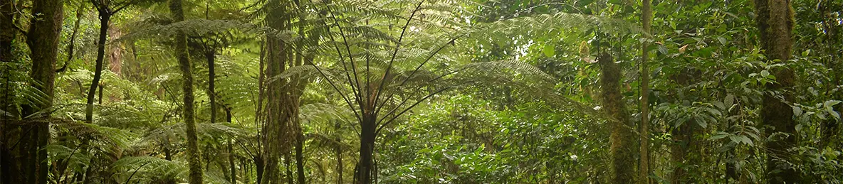 Kilimanjaro Machame Route