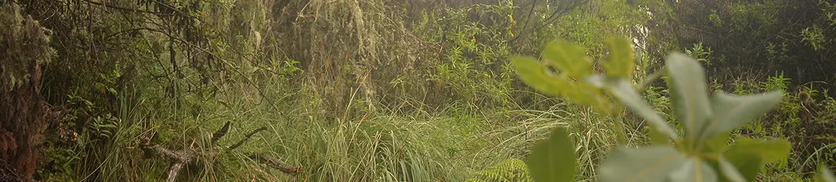 Kilimanjaro Machame Route