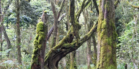 cover-7 Days Summit Success Machame Route Kilimanjaro Trekking