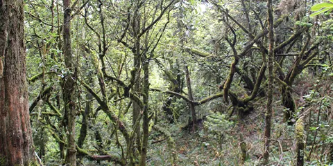 7 Days Kilimanjaro Machame Best Hiking Package