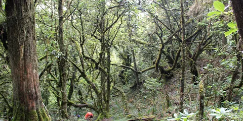 cover-6 Days Peaks Trip of Kilimanjaro Hiking on Machame Route