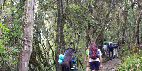 7 Days Climbing Machame Route Exploration of Kilimanjaro