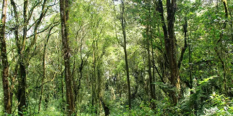 cover-7 Days Kilimanjaro Trip of Machame Route Trekking 