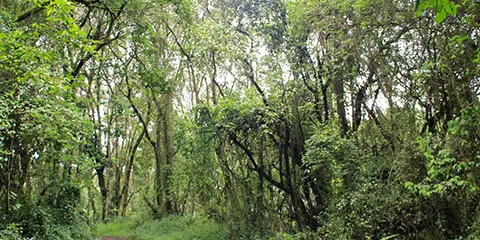 7 Days Tanzania Trekking Through Kilimanjaro Machame Route