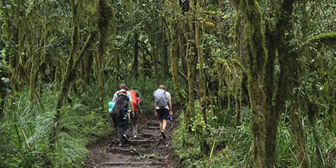 cover-7 Days Lemosho Route Unveiled Kilimanjaro Trekking 