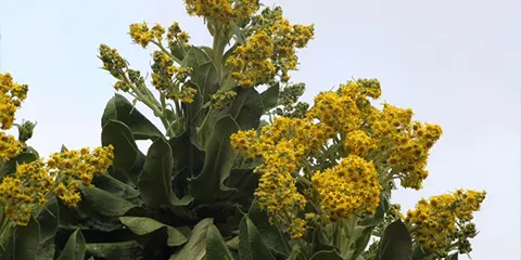 6 Days Journey to Kilimanjaro hiking up to Summit via Marangu Route