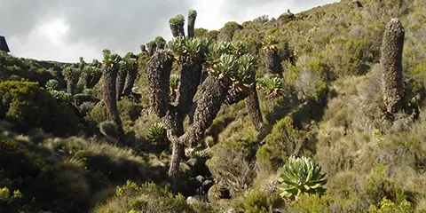 5 Days Epic Heights Await Marangu Kilimanjaro Trekking Extravaganza