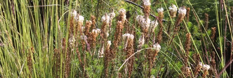 Kibo Hut Uhuru Peak - Back to Horombo Hut