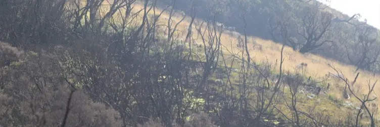 Kibo Hut Uhuru Peak (Summit Point) - Back to Horombo Hut 