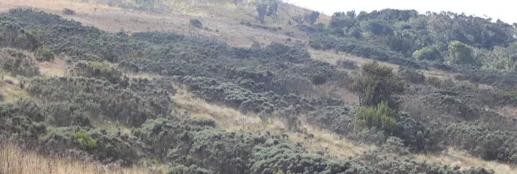 : Mandara Hut to Horombo Hut 