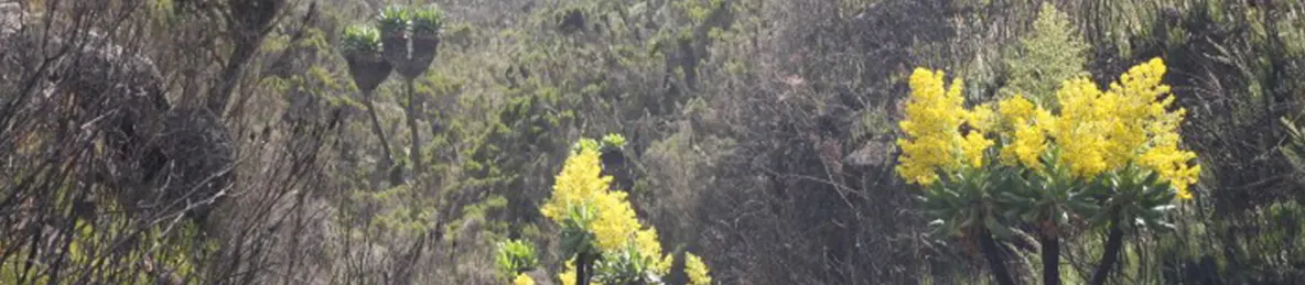 Kilimanjaro Marangu Route 