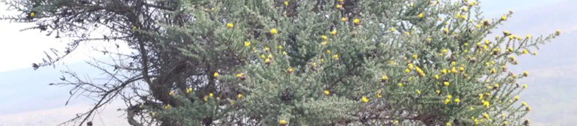 Kilimanjaro Marangu Route 