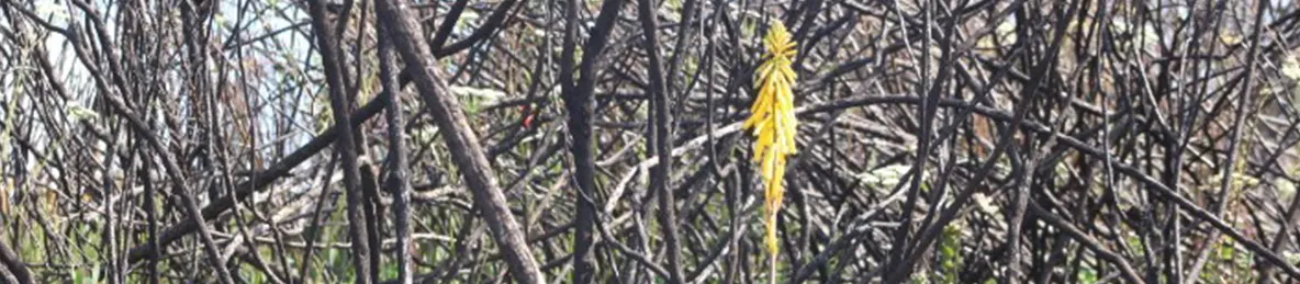 Kilimanjaro Marangu Route 