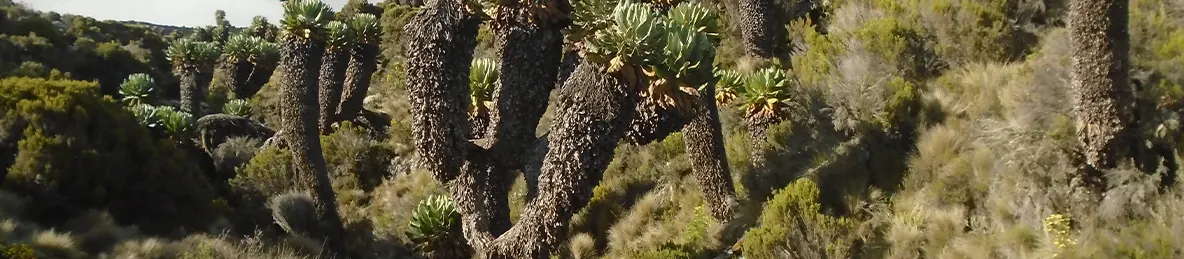 Kilimanjaro Marangu Route 