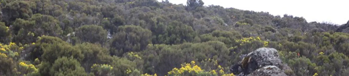 Kilimanjaro Marangu Route 