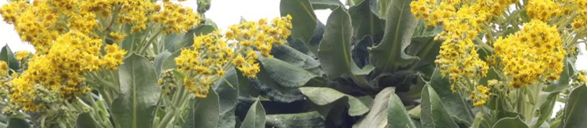 Kilimanjaro Marangu Route 