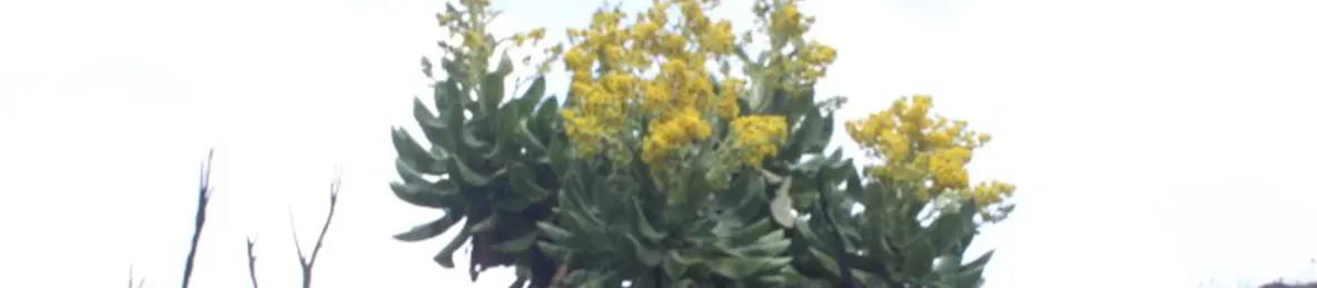 Kilimanjaro Marangu Route 