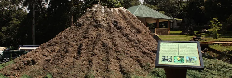 Marangu Gate to Mandara Hut