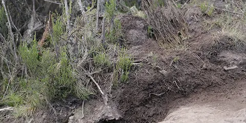 8 Days Kilimanjaro Mt Lemosho Trail of Thrilling Hiking