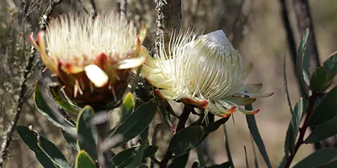 cover-9 Days Kilimanjaro Climbing Marvel on Northern Route