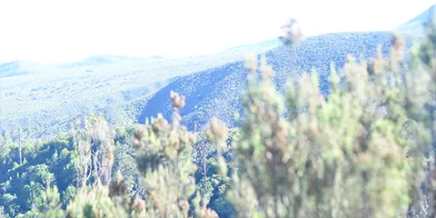 8 Days Lemosho Route Kilimanjaro Hiking Tour