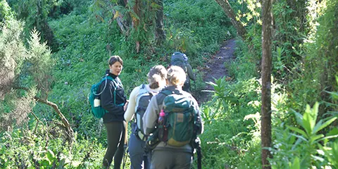 7 Days Summit Splendor Lemosho Route Kilimanjaro Hiking 