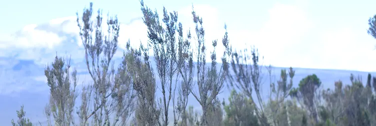 : Mti Mkubwa to Shira 1 Camp 