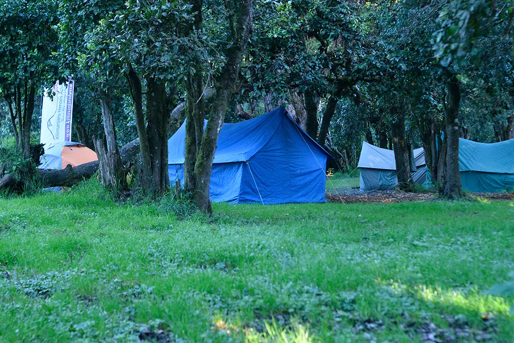 Big Tree (Mti Mkibwa) Campsite Kilimanjaro