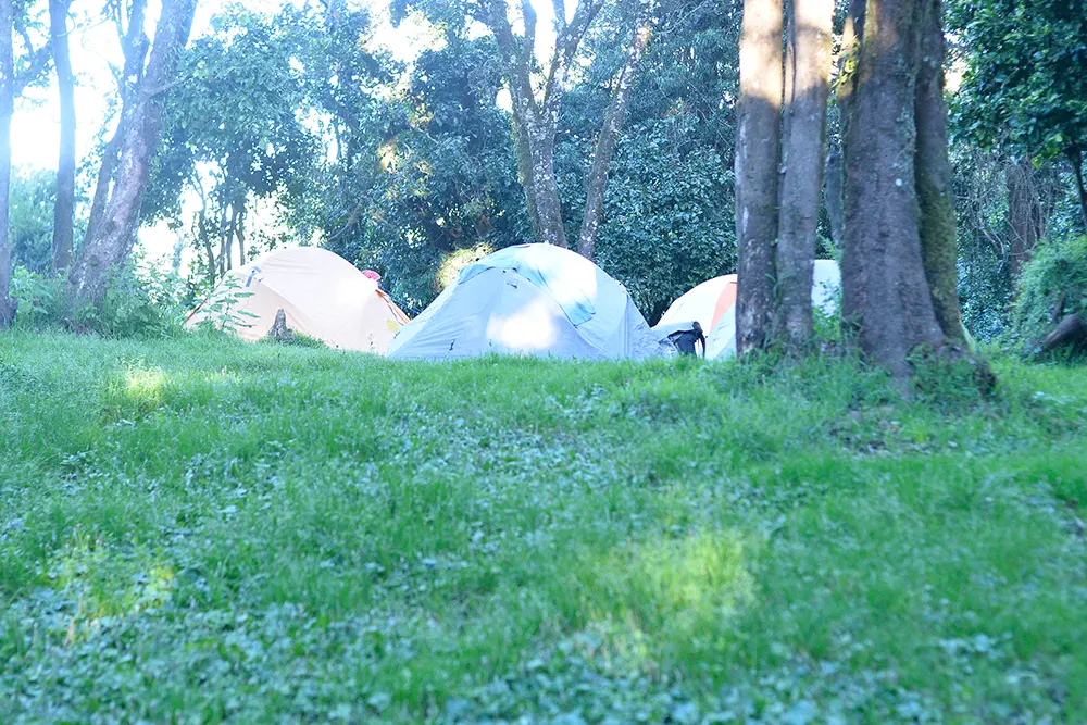 Big Tree (Mti Mkibwa) Campsite Kilimanjaro
