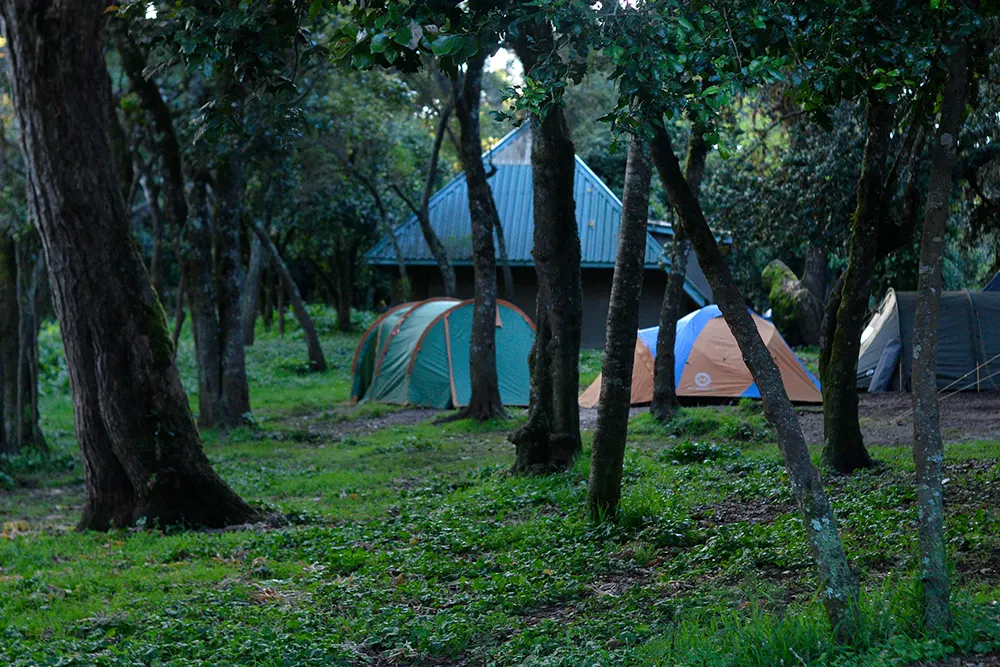 Big Tree (Mti Mkibwa) Campsite Kilimanjaro