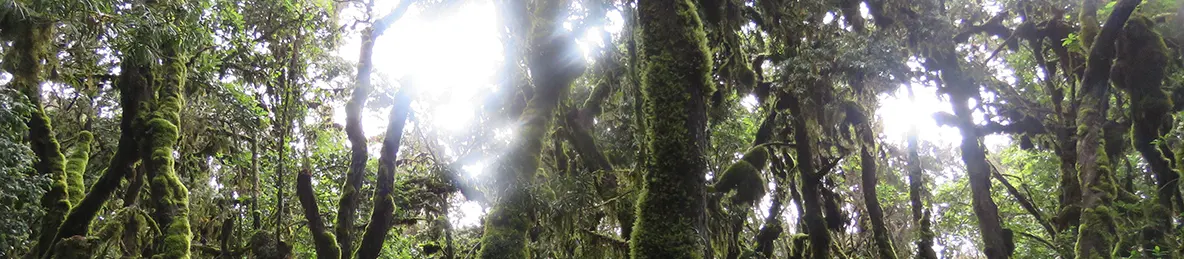 Kilimanjaro Machame Route, Lemosho Route, Umbwe Route, Northern circuit route