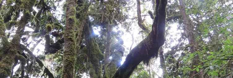 Mweka camp â€“ Mweka gate â€“ Back to Moshi/Arusha: 