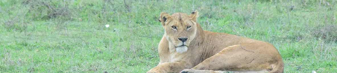 Ngorongoro National Park - Crater