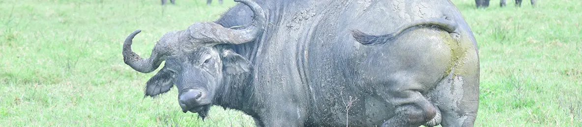 Ngorongoro National Park - Crater