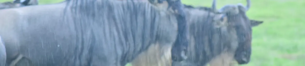 Ngorongoro National Park - Crater