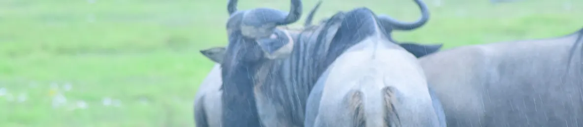 Ngorongoro National Park - Crater