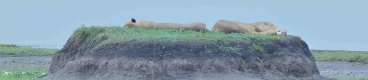 Ngorongoro National Park - Crater