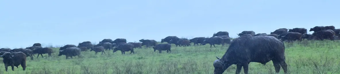 Ngorongoro National Park - Crater