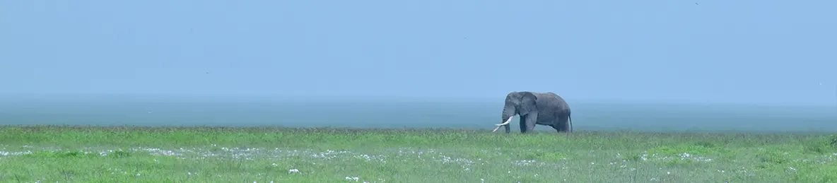 Ngorongoro National Park - Crater