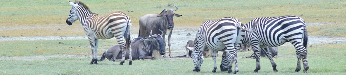 Ngorongoro National Park - Crater