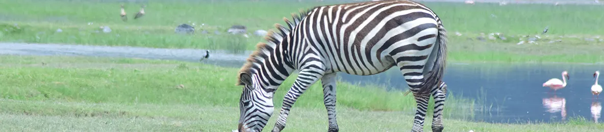 Ngorongoro National Park - Crater