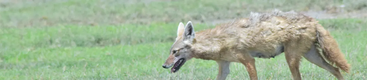 Ngorongoro National Park - Crater