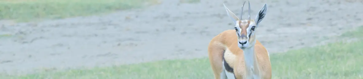 Ngorongoro National Park - Crater