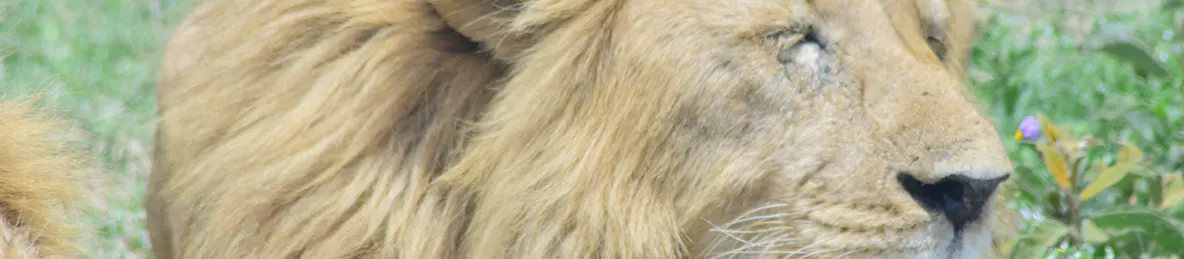 Ngorongoro National Park - Crater