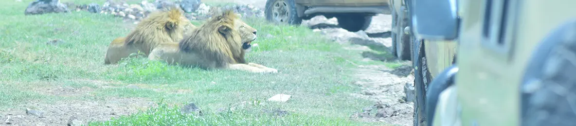 Ngorongoro Crater
