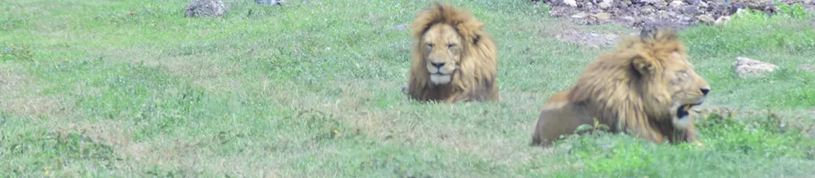 Ngorongoro National Park - Crater
